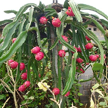 Pitaya - Pitahaya