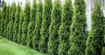 Tuya Gigante - Thuja Plicata