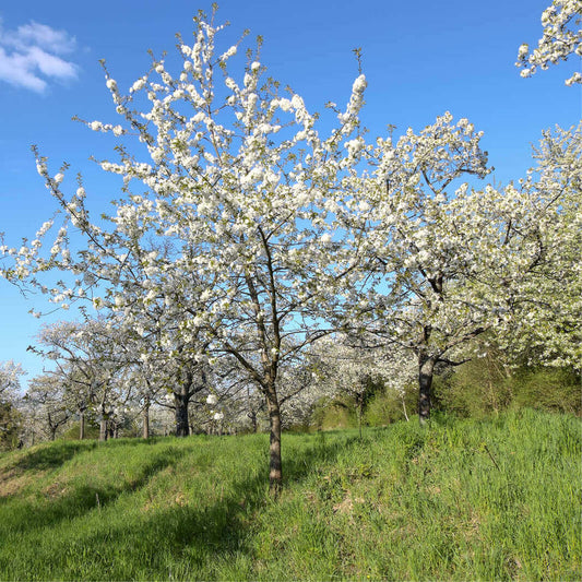 Cerezo - Prunus Avium (90/160CM)