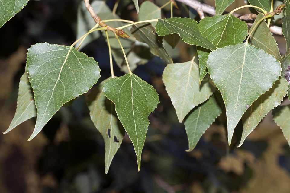 Chopo Negro - Populus Nigra