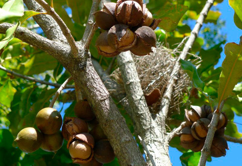 Macadamia - Macadamia Tetraphylla