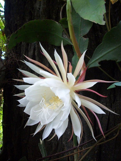 Galan De Noche - Cestrum Nocturnum (80/100CM)