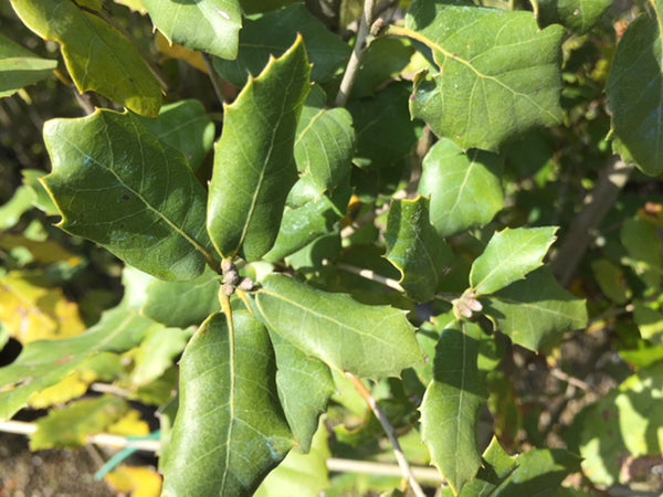 Alzina - Quercus Ilex Encina