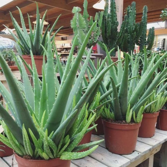 Aloe Vera - Aloe Barbadensis