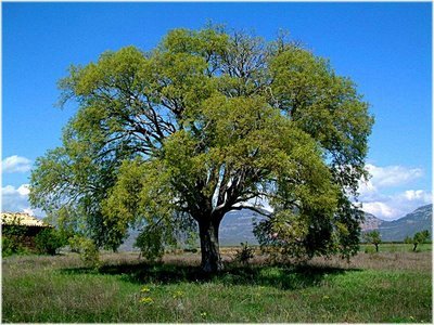 Almez - Celtis Australis