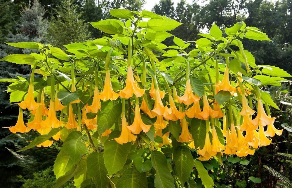 Trompeta Del Juicio Amarilla - Datura Suaveolens