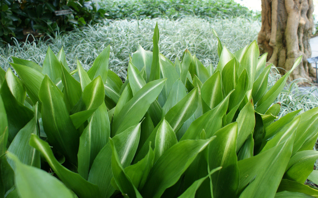 Aspidistra - Aspidistra Elatior