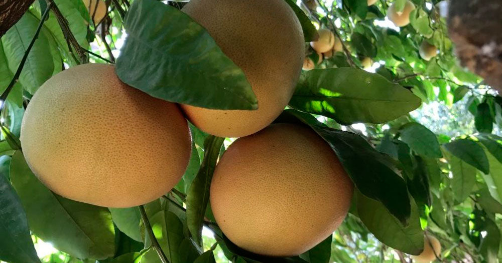 Pomelo - Citrus paradisi (90/120cm)