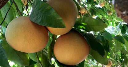 Pomelo - Citrus paradisi (90/120cm)
