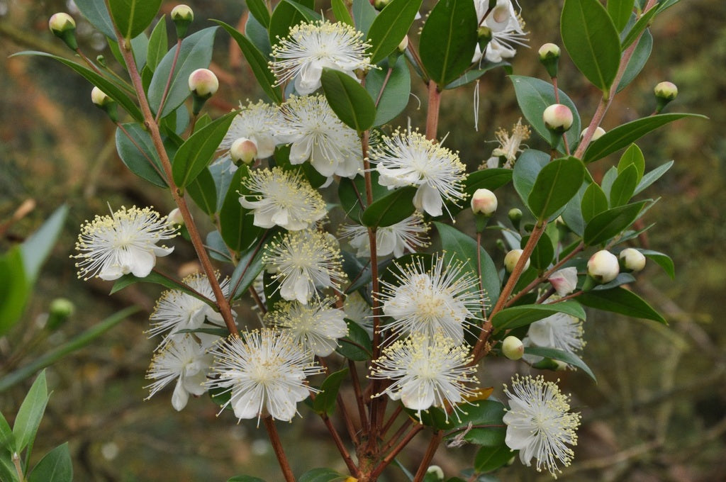 Arrayan - Myrtus Comunis Tarentina