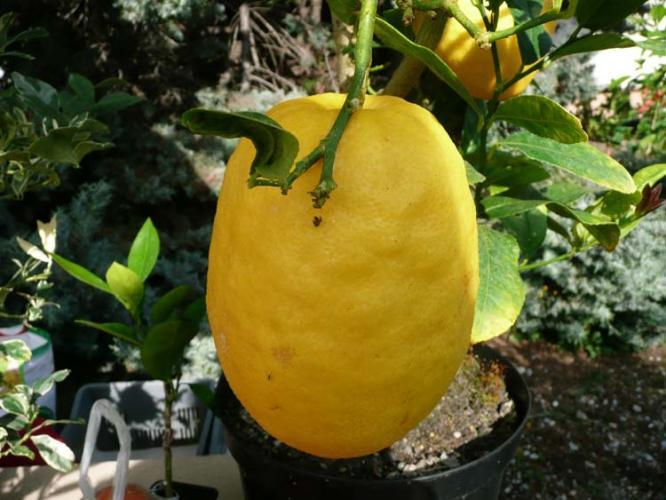 Cidra - Citruc Medica Diamante (100/120CM)