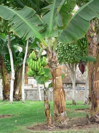 Platanero - Musa Paradisiaca