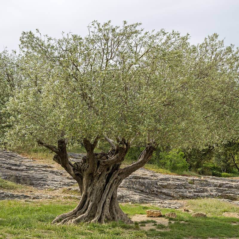 Olivo - Olea Europae