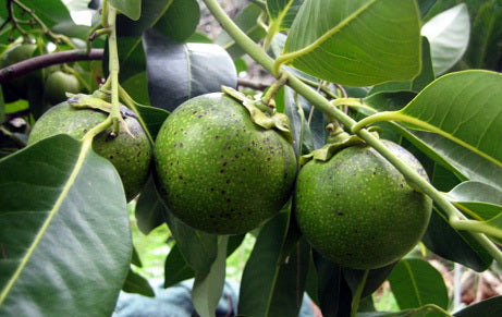 Zapote Blanco - Casimiroa Edulis
