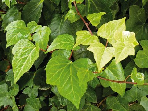 Hiedra Común - Hedera Helix