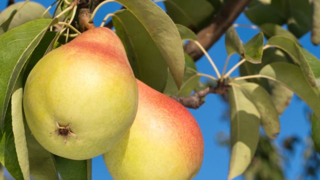 Peral - Pyrus Communis (80/120CM)