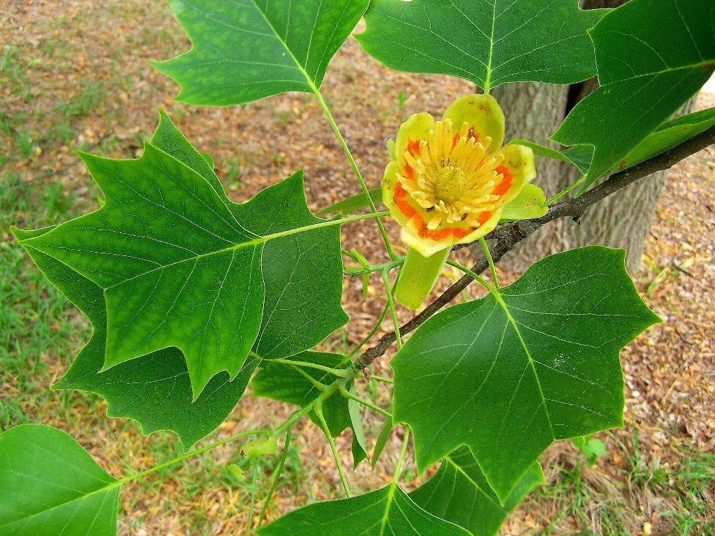 Tulípero De Virginia - Liriodendron Tulipifera