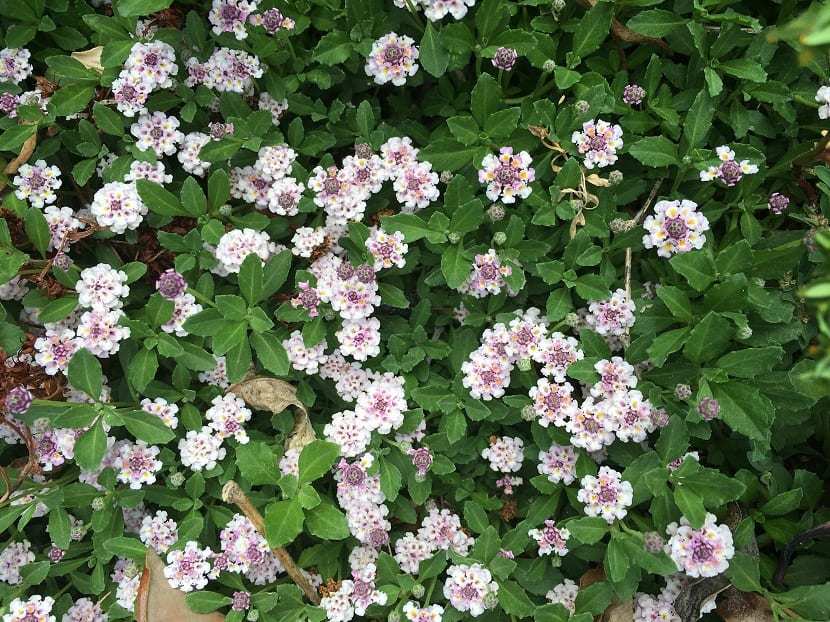 Lippia Nodiflora - Phylla Nodiflora