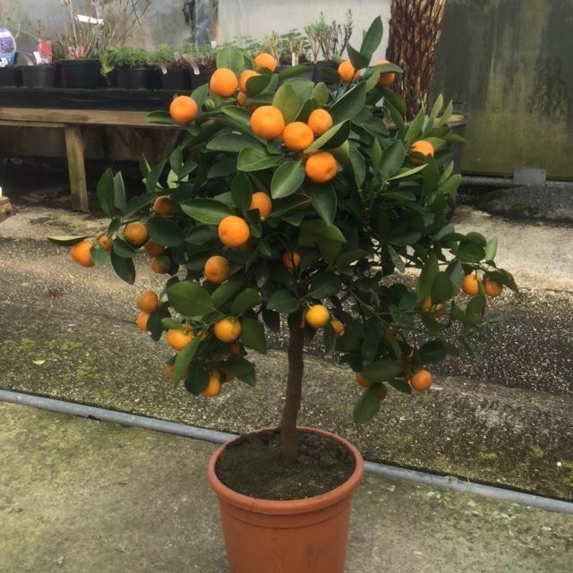 Calamondín - Citrofortunella (100/130CM)