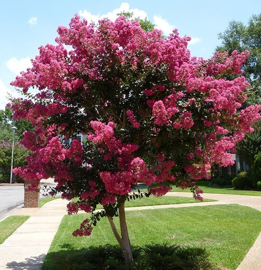 Árbol De Júpiter - Lagerstroemia Indica
