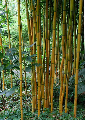 Bambú Amarillo - Phyllostachys Aurea